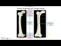 APHYS 34A Chapter 7 Skeletal System Bone Structure and Function Part 1