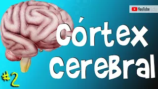 CÓRTEX CEREBRAL (Anatomia em 3D) - Rogério Souza #Minicurso #Dia2