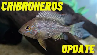 Download Cribroheros UPDATE - Altifrons, Alfari, Diquis - 7/5/21 MP3