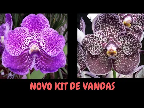 NOVO KIT DE ORQUÍDEAS VANDA PRÉ ADULTAS