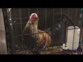 Hundreds Of Roosters Bred For Aggression To Be Euthanized