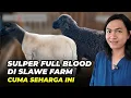 Lagu Harga Domba Dorper Dan Sulper Full Blood Ramah Di Kantong | @AGROTV9 