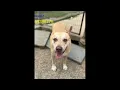 Fort Worth - Animal Adoptions
