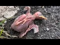 Download Lagu Een stervende babyvogel eindelijk gered: van bijna dood naar de open lucht.