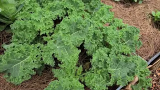 lets do a garden update 