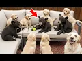 Download Lagu This Dog Adopted Wild Bear Cubs — What Happened Next Shocked Everyone