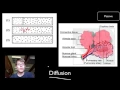 Transport Across Cell Membranes