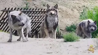 اقوى لقطه من مسلسل وكلاء الأميرة أكشن FG Neshouni 