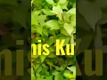 Download Lagu Kumis Bimbo @darwono3394
