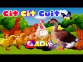 Download Lagu Cit Cit Cuit ❤️ Lagu anak indonesia  Burung Ayam Dan Bebek