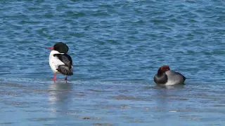 A North American drake Common Merganser preens as a Redhead naps on the ice in a northern USA harbor