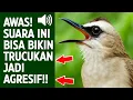 Lagu Pancingan trucukan gacor ngalas tarung ropel paling bagus untuk pancingan trucukan agar bunyi nyaut