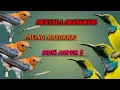 Download Lagu SUARA PIKAT SOGON VS KEMADE❗