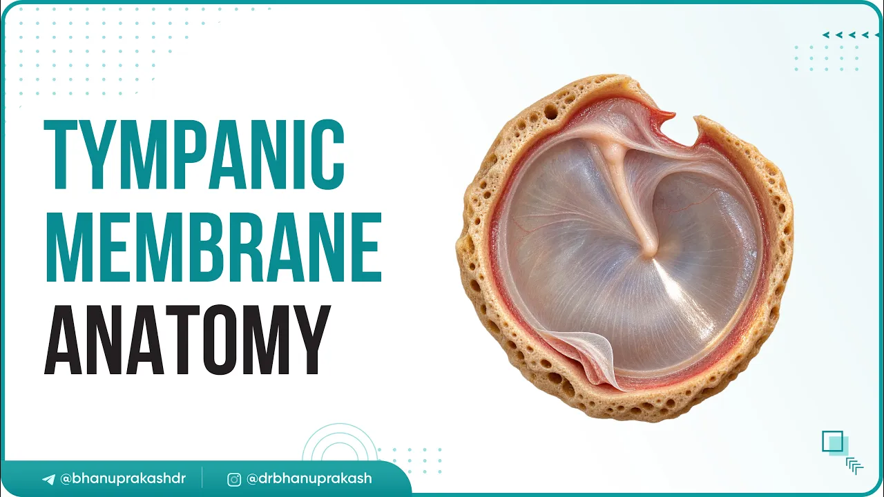 Tympanic Membrane Anatomy - Head and neck Anatomy medical animations / USMLE Step 1