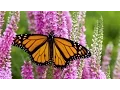 Lagu Monarch Butterfly Migration: A Mystery Of The Natural World - HD Documentary