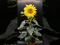Download Lagu 83 days in 35 seconds - Sunflower time-lapse