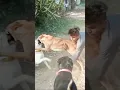 Download Lagu Dog fight | german shepherd and rottweiler fight 😤• Dog attacked #shorts #short