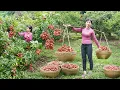 Download Lagu Harvesting 1000+ of Lychees On The Farm Goes To Countryside Market Sell | Nhất New Life