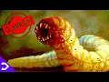 Download Lagu ALL The HORRIFYING Beasts Of Skull Island! - King Kong LORE (2005)