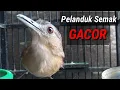 Download Lagu Pelanduk semak GACOR.