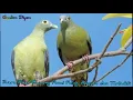 Download Lagu suara burung punai betina paling cocok untuk memanggil teman nya