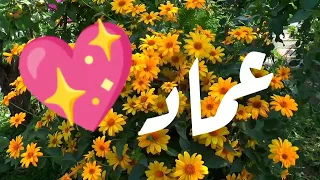 اغنية اسم عماد عماد 