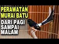Perawatan murai batu dari pagi sampai malam agar cepat gacor