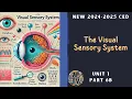 The Visual Sensory System AP Psychology
