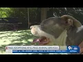 El Paso Animal Services still overcapacity after free adoption event adoptions continue Sunday