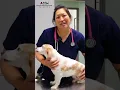 Inside Your Pet s Annual Exam What to Expect Animal Medical Hospital of Pasadena