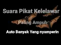 Download Lagu Pikat kelelawar paling ampuh