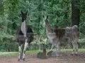 WILDLIFE DAUN -GERMANY