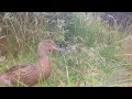 Birds at Duror Reserve