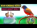 Download Lagu Masteran Burung Kombinasi Full Isian Mewah