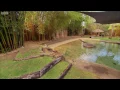 Tiger Cubs Swimming For The First Time | Tigers About The House | BBC Earth