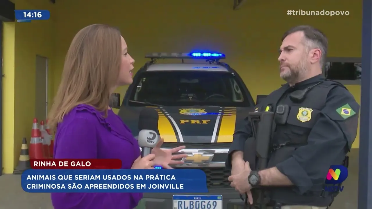 Rinha de Galo: animais que seriam usados na prática criminosa são apreendidos em Joinville