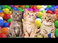 Download Lagu LAGU KUCINGKU TELU | LAGU ANAK INDONESIA POPULER (Lirik Version)