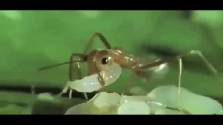 honey badger narrates ants are beyond gross exclusive footage