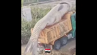 اكبر سمكة في العراق 