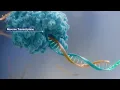 Inside Aptima assays An overview of TMA and Real-Time TMA 2022