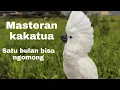 Download Lagu Masteran kakatua bicara / melatih kakatua bicara