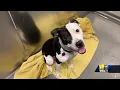 The Maryland SPCA encourages pet adoption with a special friend