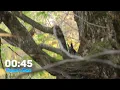 Nuts About Focus 45-Second Timer with Playful Wild Squirrel