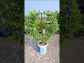 Download Lagu cara tanam bunga telang,how to grow blue plant #shortvideo #plants