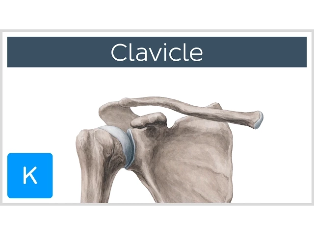 Clavicle Bone - Location, Definition & Function - Human Anatomy | Kenhub