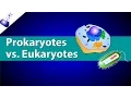 Prokaryotic Vs Eukaryotic Cells