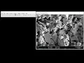 SEM Image scale placement and labeling using Image J
