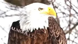 حالات واتس اب فخامة النسر  حالات واتس اب فخامة النسر