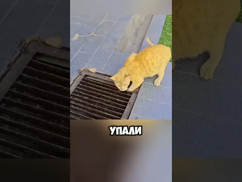 Котята упали в ливнеприемник 😧💔