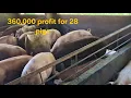 How profitable a pig farming in the philippines